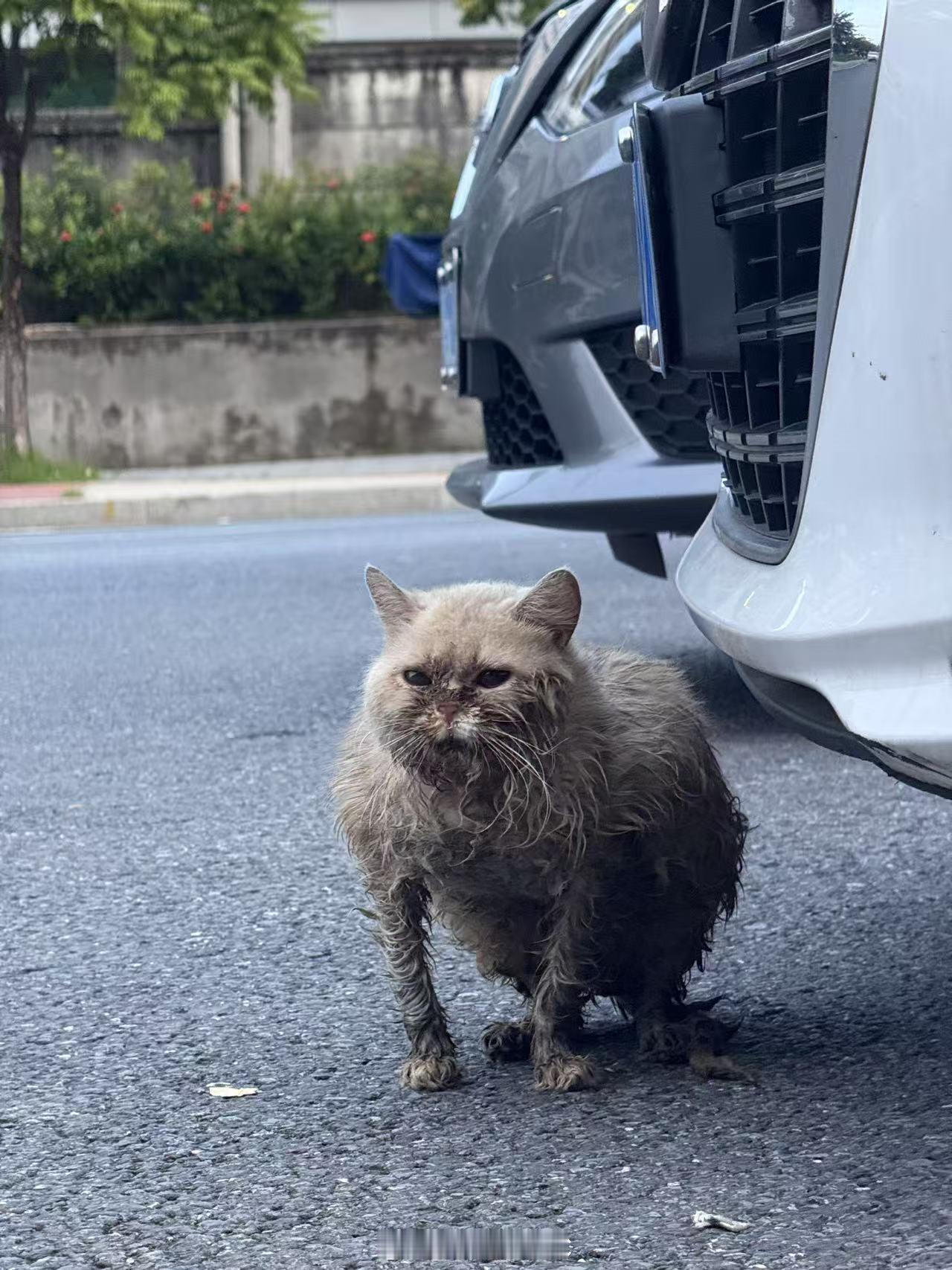 今天同事在园区发现了只流浪猫品种的，贼好看，状态贼差真的很可怜，她发出来看得我们