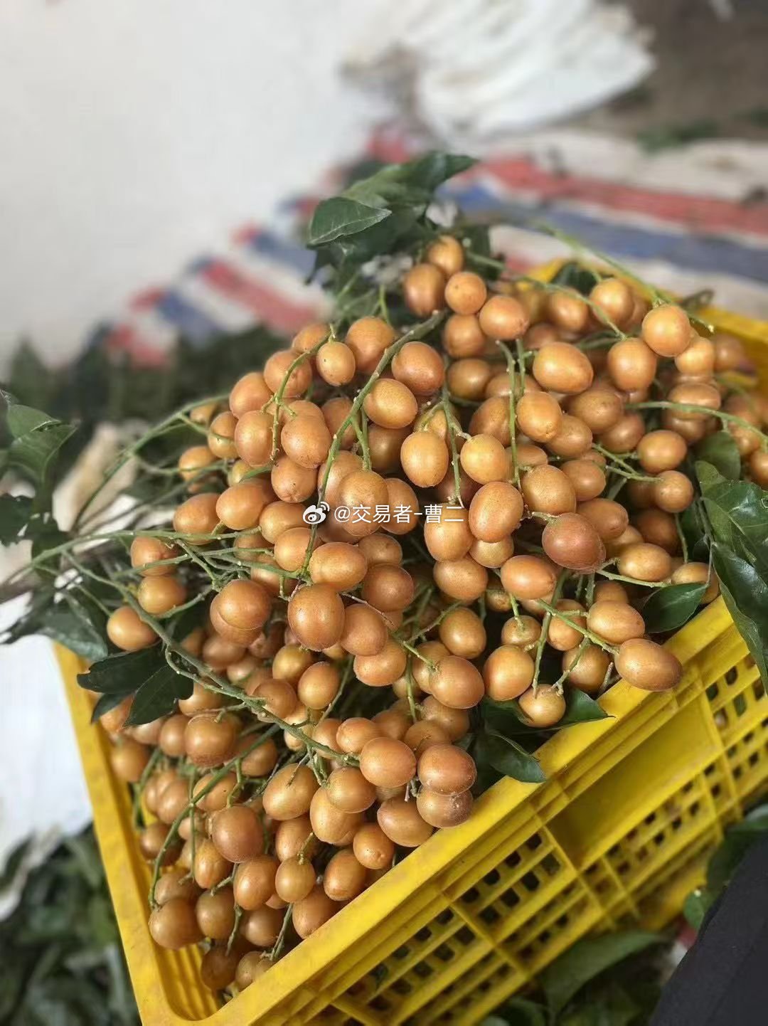 今天去摘黄皮了，有朋友没吃过的吗？