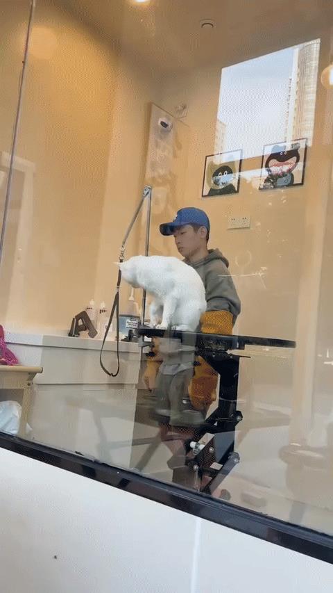 洗猫小哥：真的不赖我[doge]
