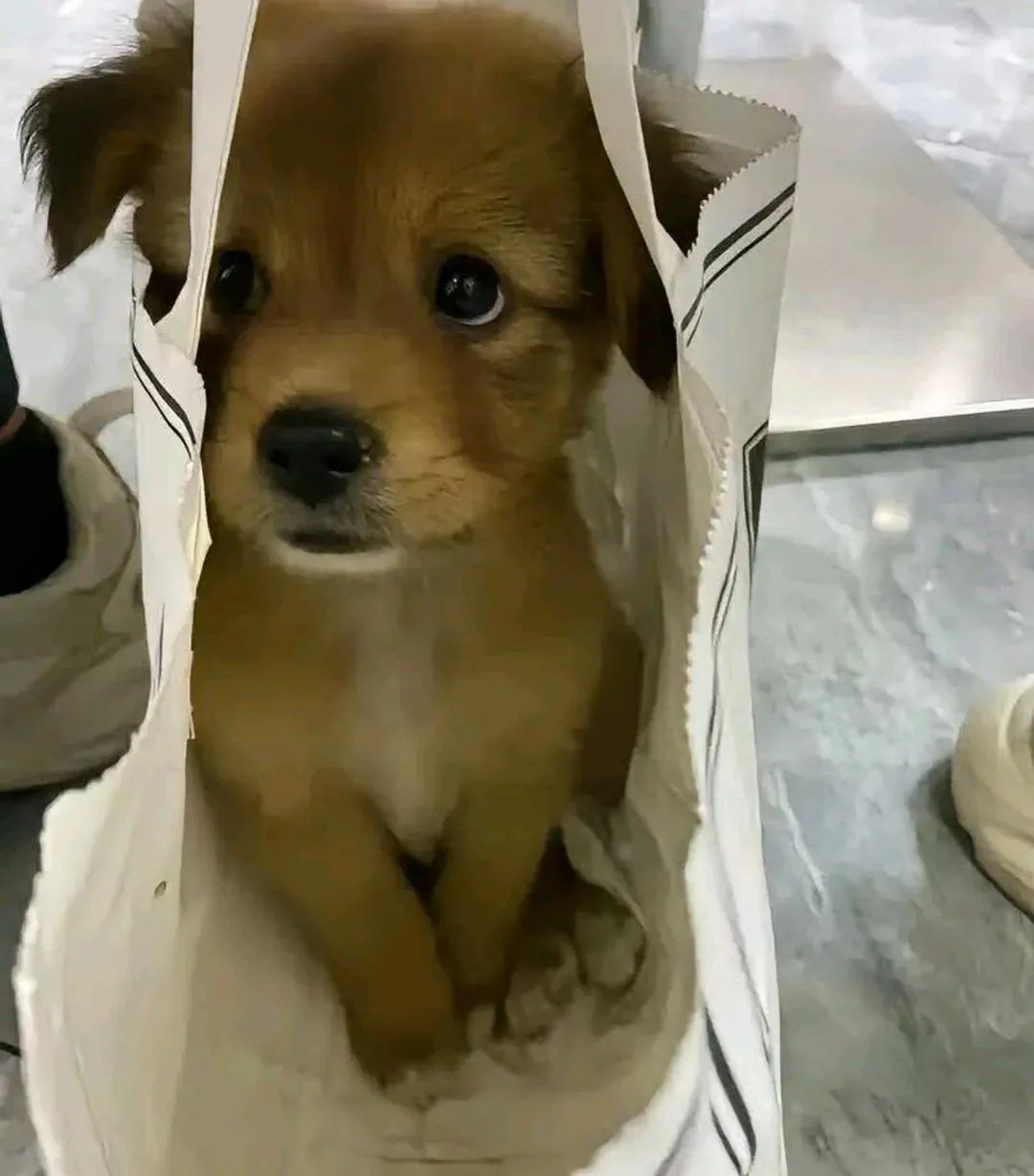 网友分享：闺蜜捡了一只流浪狗，但因为她工作有变动不方便养。于是，她就送过来想让我