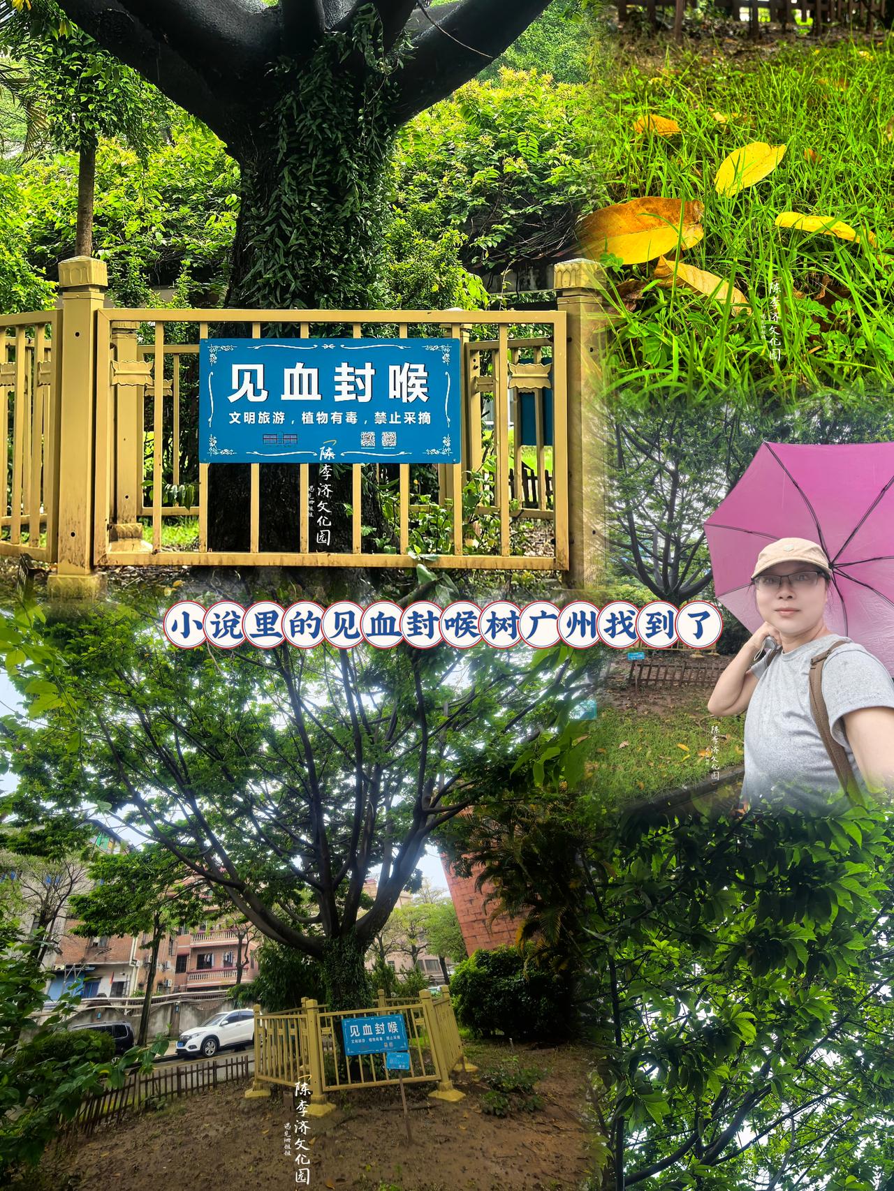 初夏小众出游｜小说里的见血封喉树广州找到了初夏来广州陈李济园区旅游参观览，偶遇