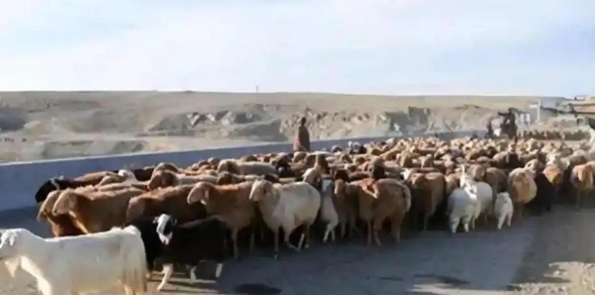 蒙古国全国上下，都在想办法凑钱还外债，有人捐马，有人拉着卡车，来中国买东西转卖，