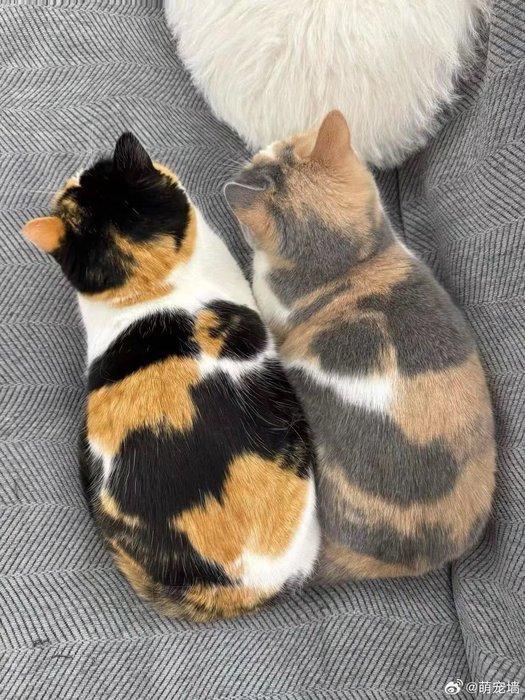 小猫复制粘贴降低透明度