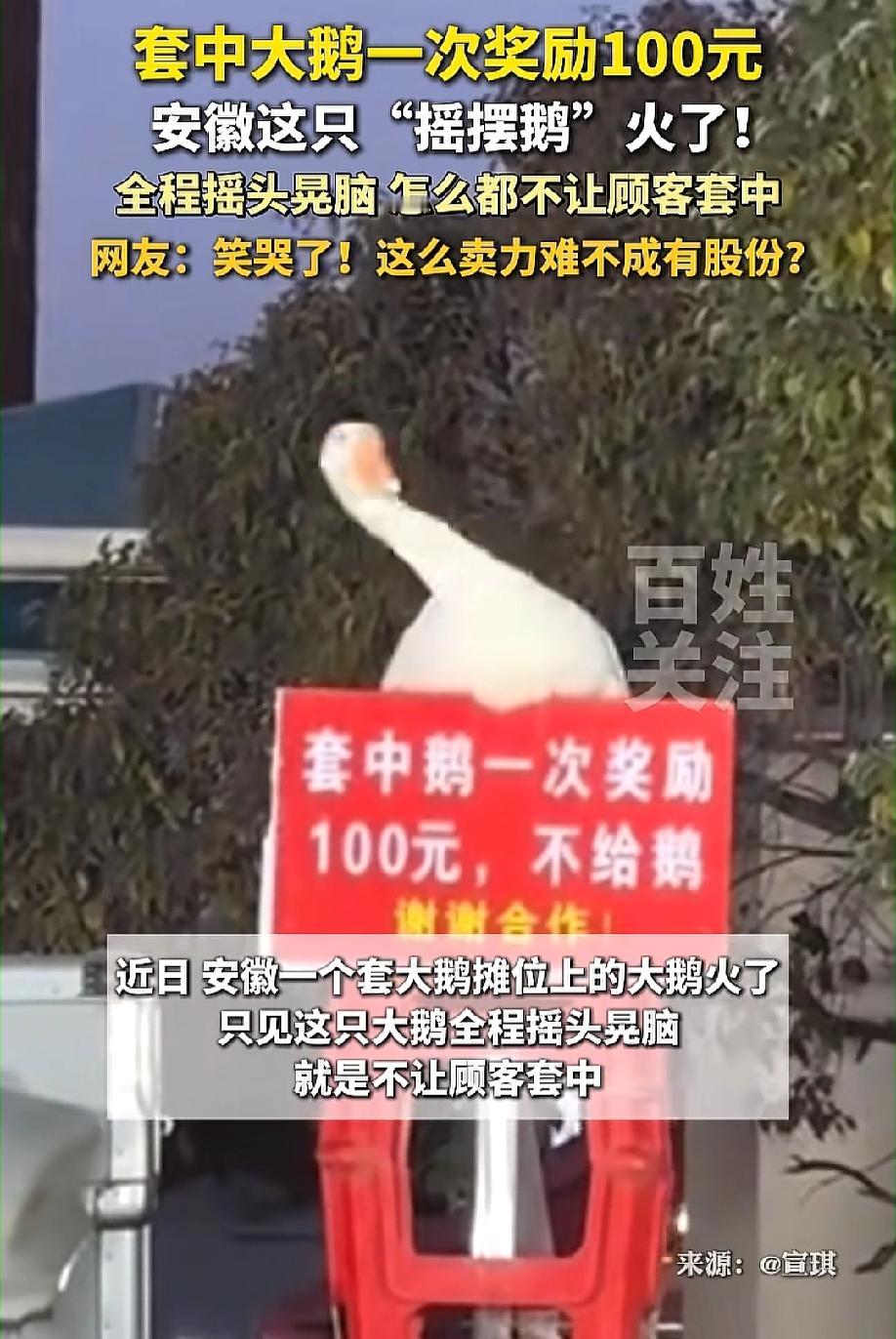 这只大鹅火了！近日在安徽，一只大鹅火出圈了，原因是它无与伦比的技能——摇头晃脑，