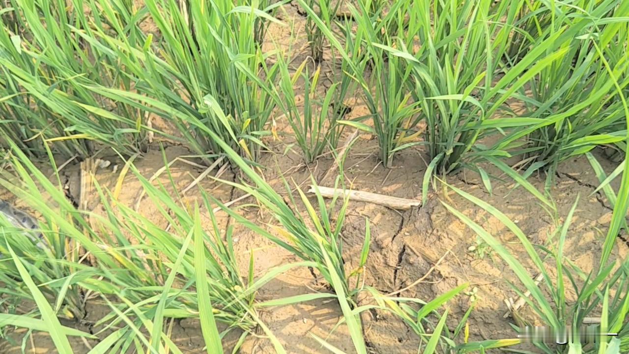 水稻田干得发裂，农民却不着急抽水，不是因为农民懒，而是有两种情况发发生：一种是