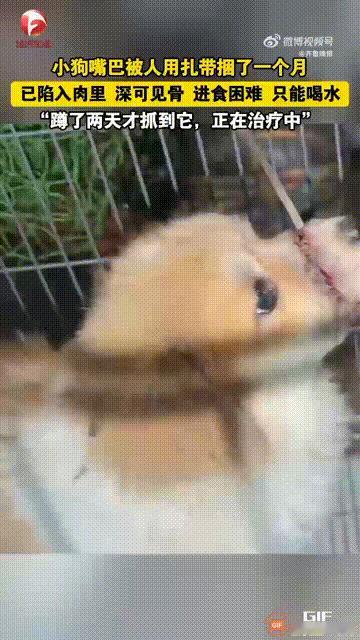 江苏一小区里有只小狗最近总在门口转悠，女主人发现它嘴巴上缠着尼龙扎带，肉都烂了露