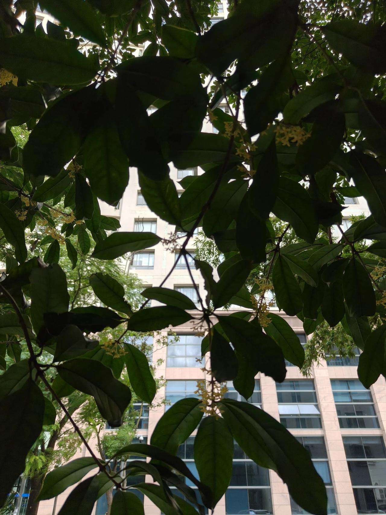 桂花∠※还是挺香的，要珍惜哈～好好再闻几天～[捂脸哭]