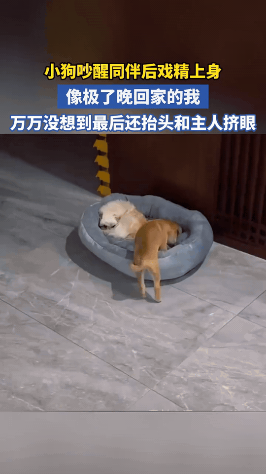 狗界“晚归现场”曝光！这演技直接封神了黄狗偷偷摸摸钻进狗窝，不小心吵醒了熟