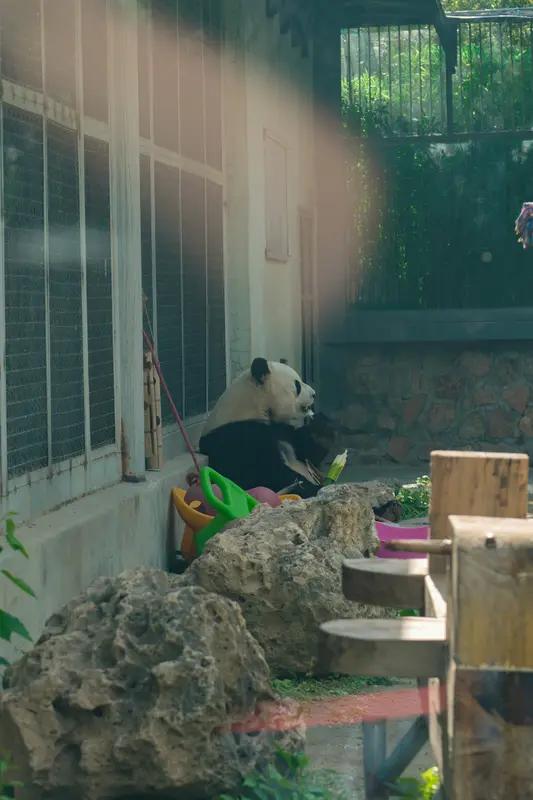 家人们快看哭了！这还是当年让我们揪心到失眠的丫丫吗？北京动物园最新视频曝光，那个