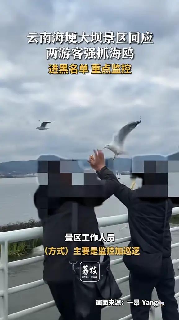 “太没素质了！”云南昆明，2名游客在喂海鸥时，其中一人趁海鸥靠近，突然伸手一把抓