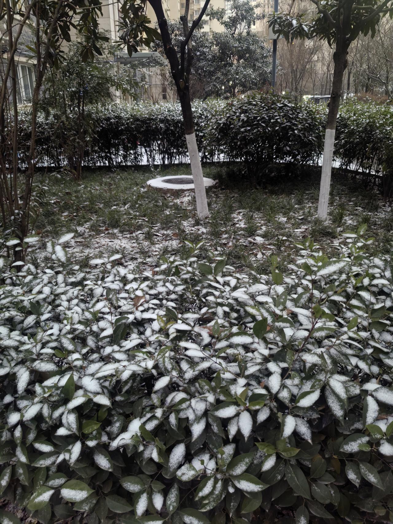 西安终于下雪了。这场雪等的人好苦啊！几天前就预报说西安从18日夜间开始有大雪