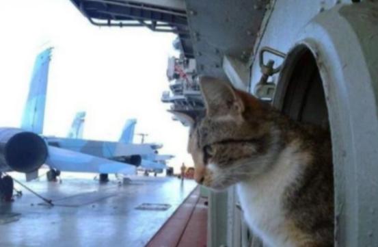 航母上为什么要养猫？是为了抓老鼠？那你就错了，现在航母上的猫可不是为了抓老鼠，而