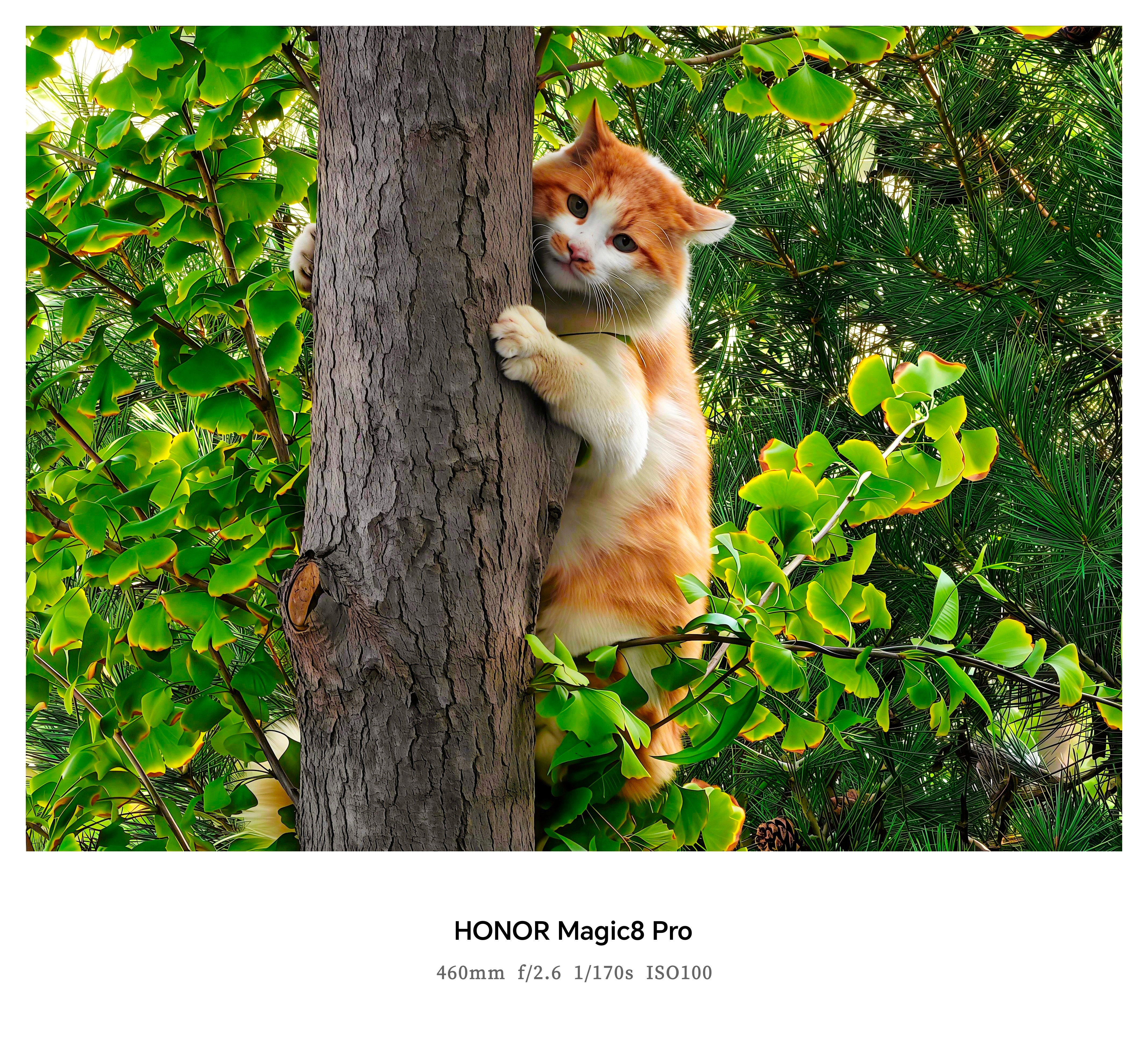 你别说，看到荣耀Magic8Pro拍的长焦成片，确实有点羡慕了……​​​