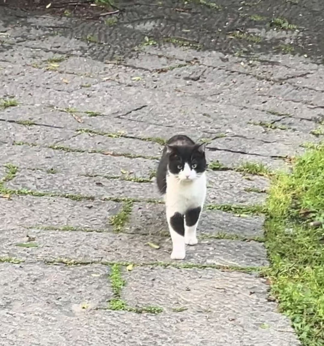 小猫脚一并拢就是爱你的形状🤩​​​
