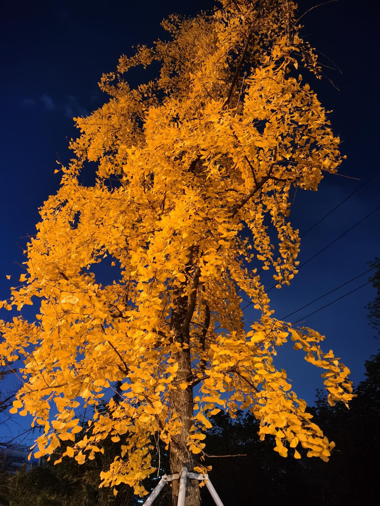 初冬的深秋，阳光明媚，金色斑斓