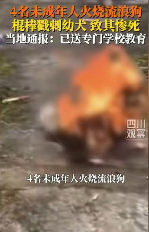 “天生坏种！！6月30日报道，广东揭阳发生一起虐狗事件：四名少年持棍殴打一只护崽