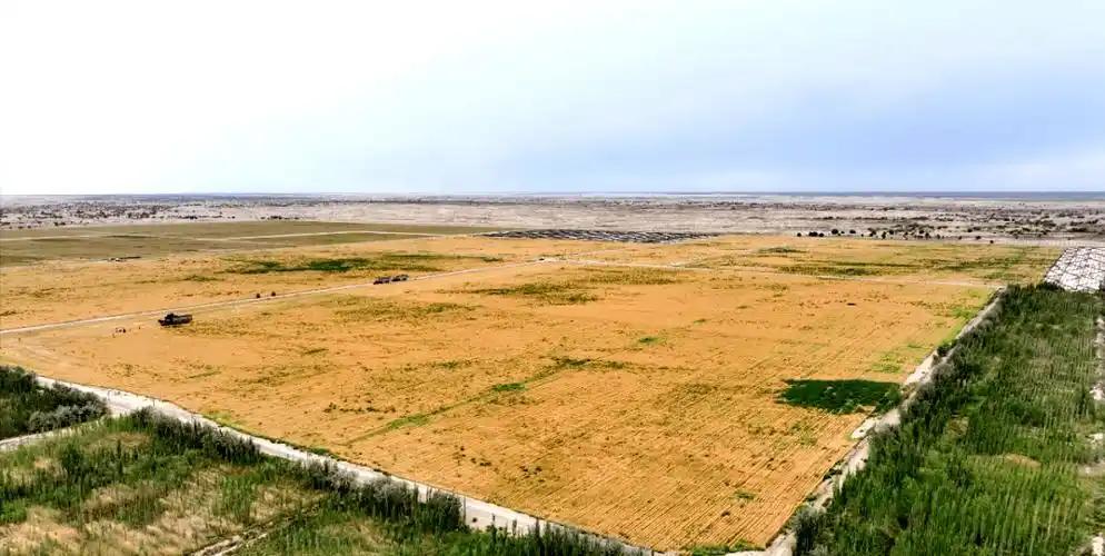 万万没想到，中国工程闹了个大“乌龙”，原本以为在沙漠种小麦产量会很低，不料一亩地