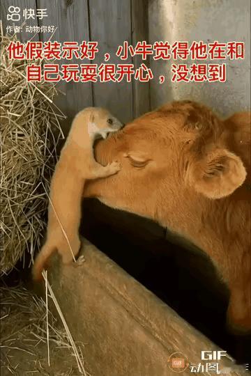 秋天的太阳懒洋洋的，照在田埂上那头大黄牛身上，它正嚼吧嚼吧地吃着主人刚喂的草，看