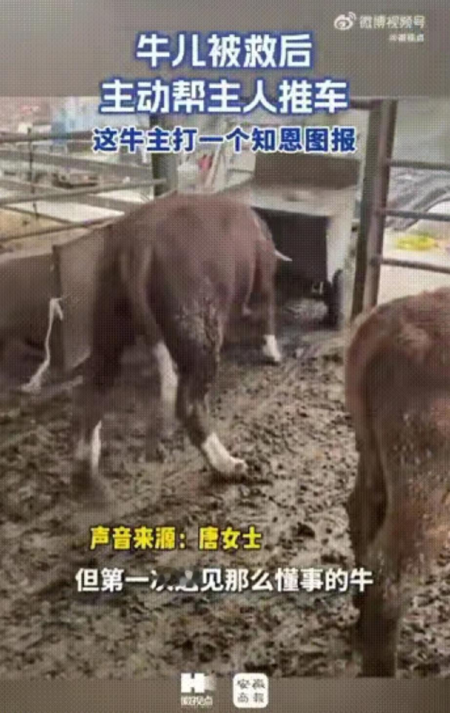 谁能想到，一头牛也能把“滴水之恩”记一辈子！安徽这对夫妻的养殖场里，六七百