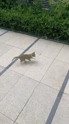 今天在小区看到一对流浪猫母子，想把小猫收养了，可是怎么唤它们都不到跟前来。我去附