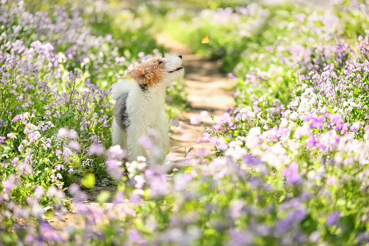 妈妈说可爱的狗狗调皮一点也没关系😋