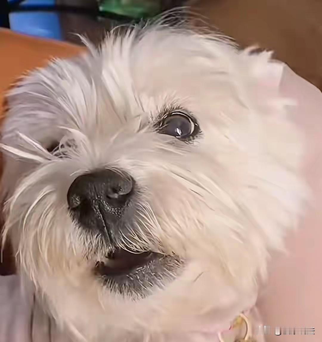 北京，女子清晨在小区遛过狗，上班时她听朋友说，小区有人投毒，死了几只狗，不料中午