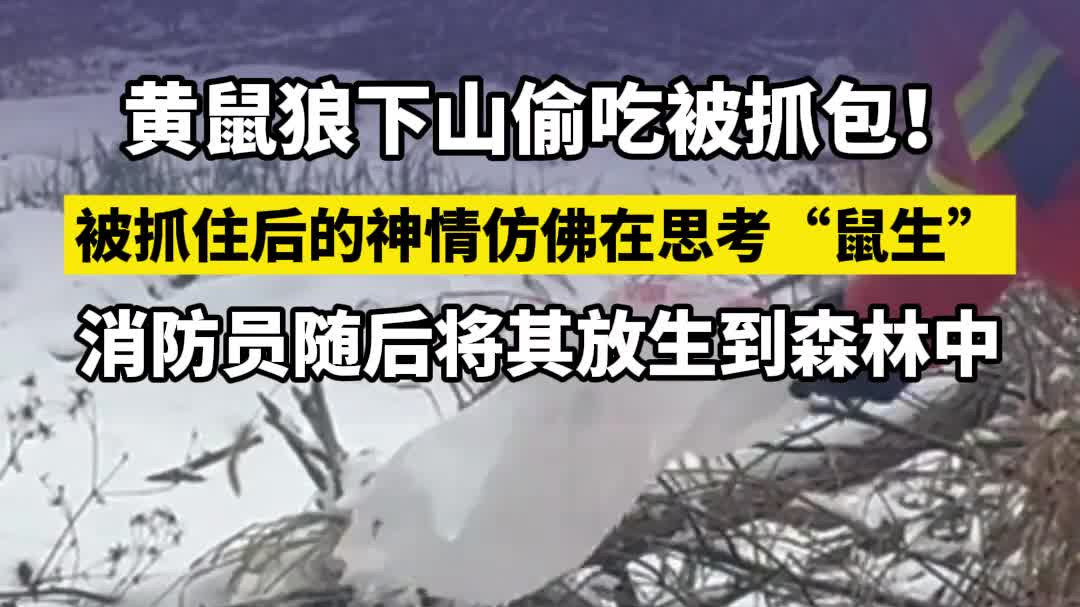 黄鼠狼偷吃被抓包！萌态百出的‘鼠生哲学’