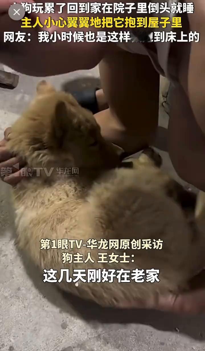 狗玩累了回到家在院子里倒头就睡，主人小心翼翼地把它抱到屋子里。网友：我小时候也是