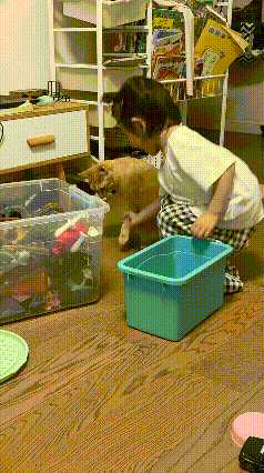 放假在家，客厅摆满玩具，猫咪好奇凑过来凑热闹。小姐姐一脸嫌弃，直接拎起小猫，拖