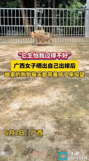 “这狗狗也太通人性了!”广西，女子出嫁后，自己从小养大的狗狗跟随她的脚步找到了她