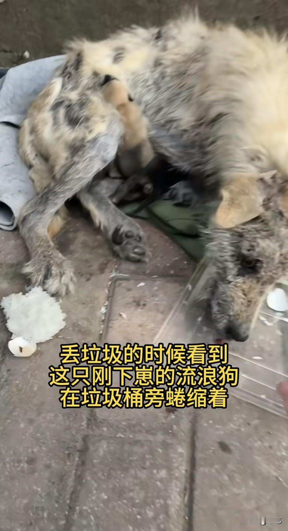 太可怜了！这天一位小姐姐下楼倒垃圾的时候看到一只得了严重皮肤病得狗妈妈蜷缩在垃圾