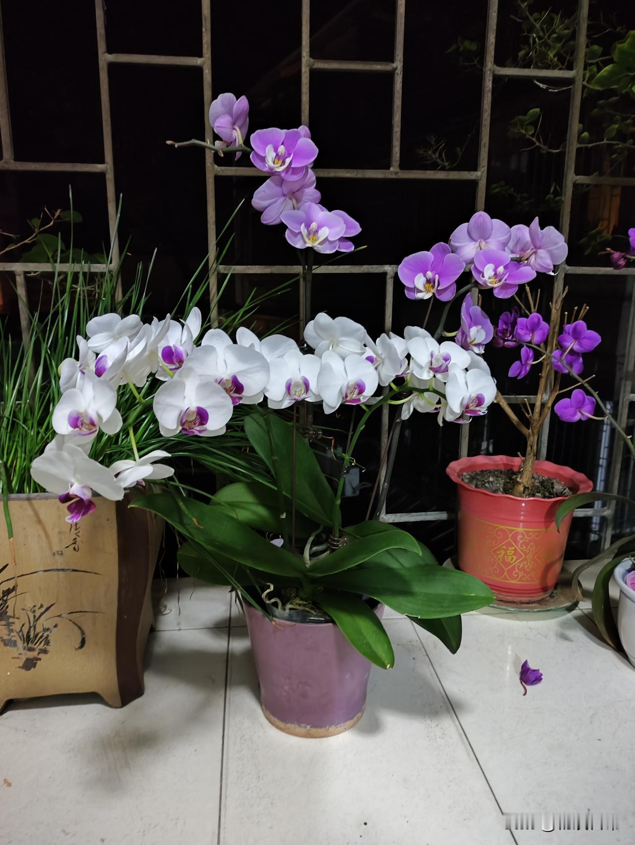 你家客厅阳台花养得怎么样我家阳台养了，有两盆蝴蝶兰，一盆落地生根，一盆芦荟，一盆