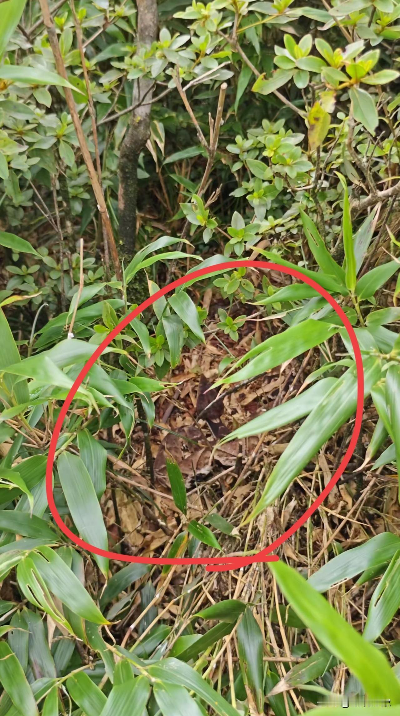 危机四伏，就一步之遥，差点中招😯