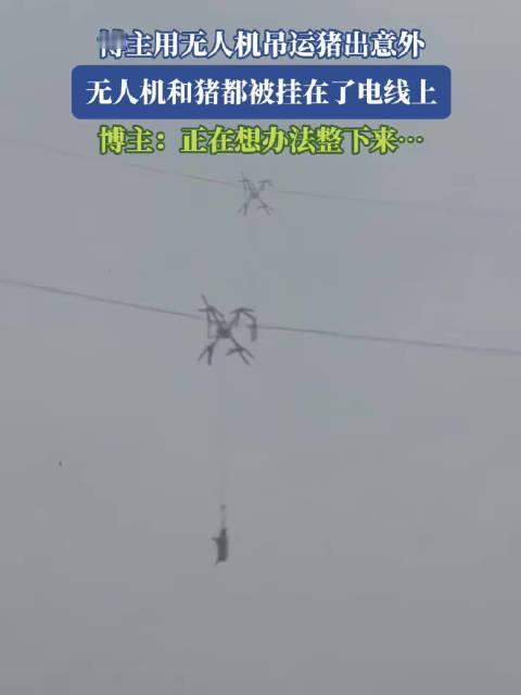 四川巴中这操作也太离谱了！1月24号凌晨，有人想杀年猪，打算用无人机把十多头猪吊