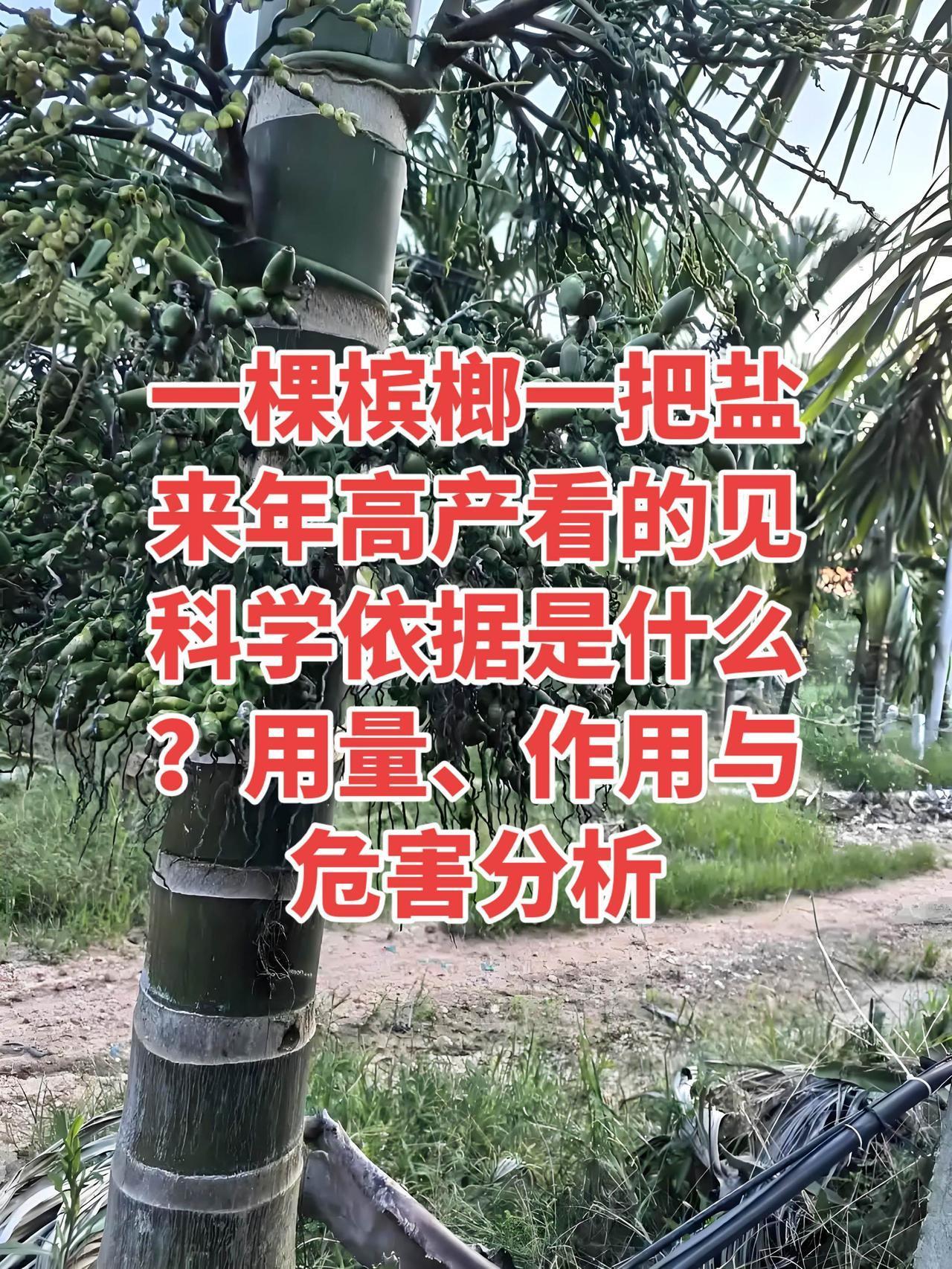 种植槟榔树撒食盐确实是有科学依据的：1. 槟榔属于喜氯经济作物槟榔、椰子、油