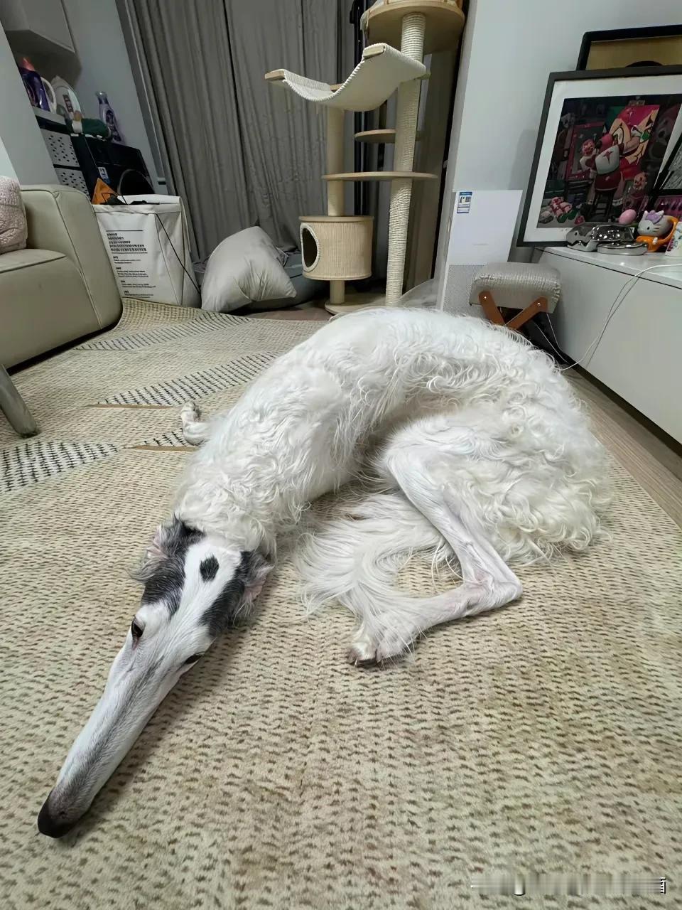 高士早苗犬，像不像《冰河世纪》里面那个松鼠🐿️