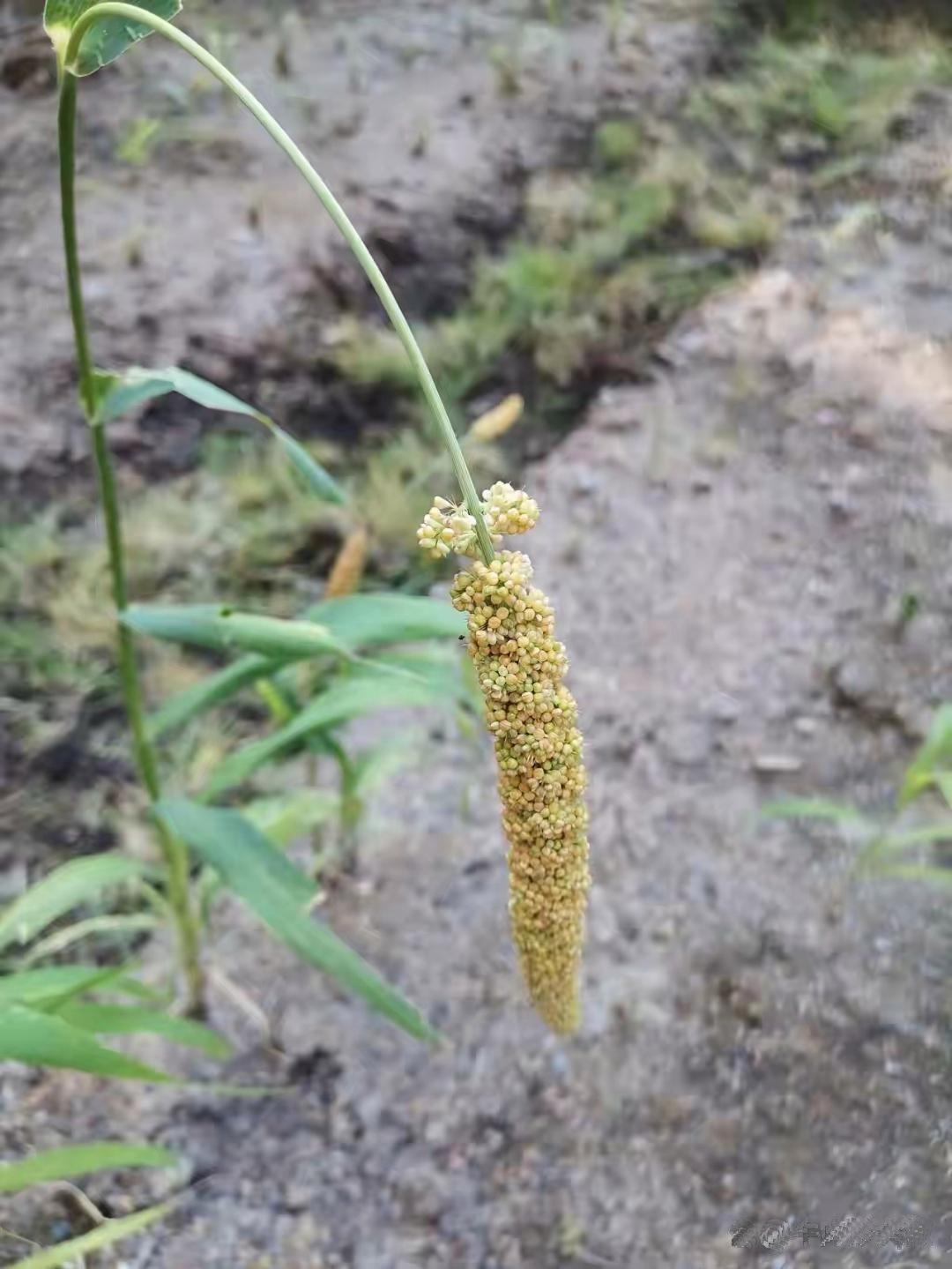 菜地里神秘植物大揭秘