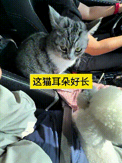 我看了好几遍这个视频，主人开着车，小猫就在旁边站着，直愣愣盯着前面道路。旁边人逗