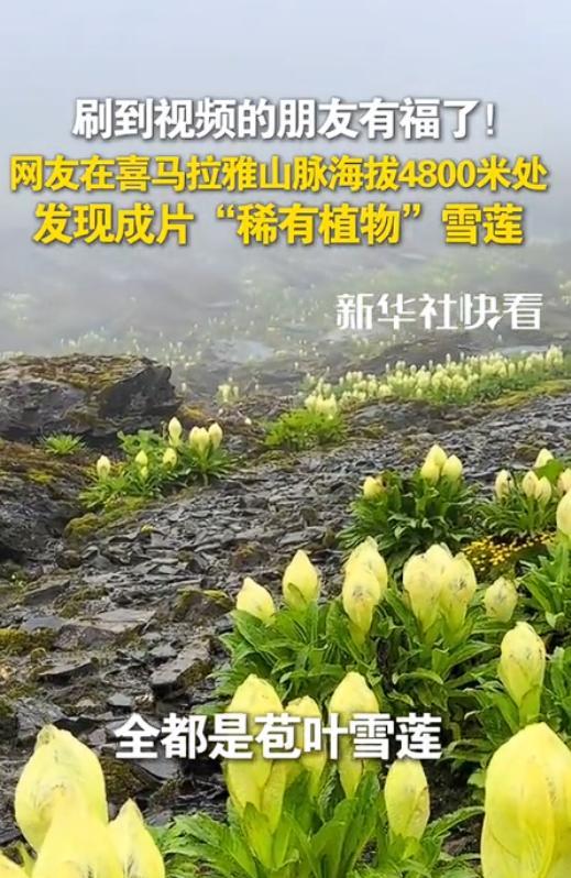 西藏，一男子独自爬喜马拉雅山，爬到海拔大约4800米时竟不想下山了，不是因为发现