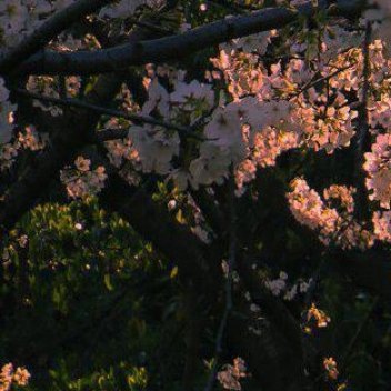 虞美人种植一、种子与时机虞美人采用种子繁殖，宜在秋季9-10月或早春3月播种。秋