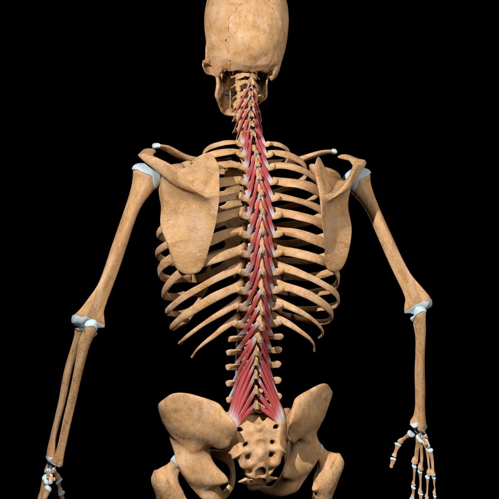 运动康复有时候肌肉的名字不用死记，看长什么样子就联想到了。比如，下面这条，有课