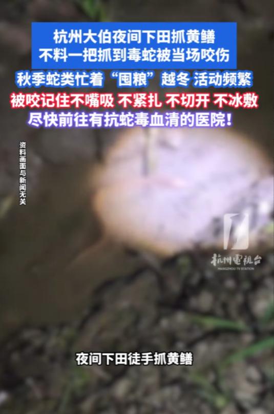 10月9日报道，浙江杭州，一大伯在晚上下田抓黄鳝，他用手摸索时，一阵尖锐的刺痛传