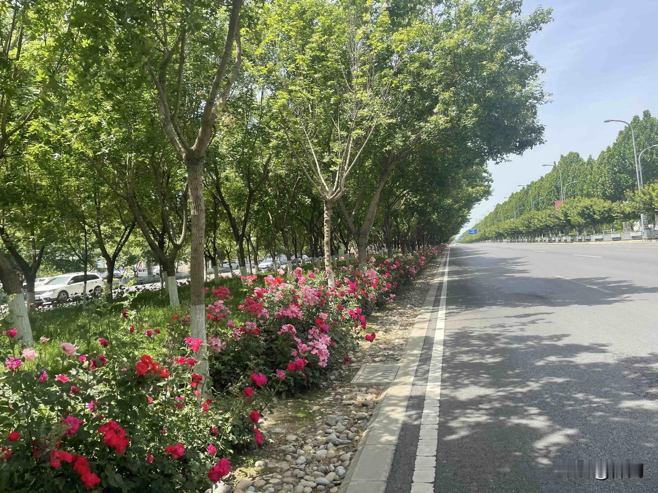 【七律•五月清和多落花】五月清和多落花，蔷薇几许顺栏爬。白云漫度枝头燕，碧草