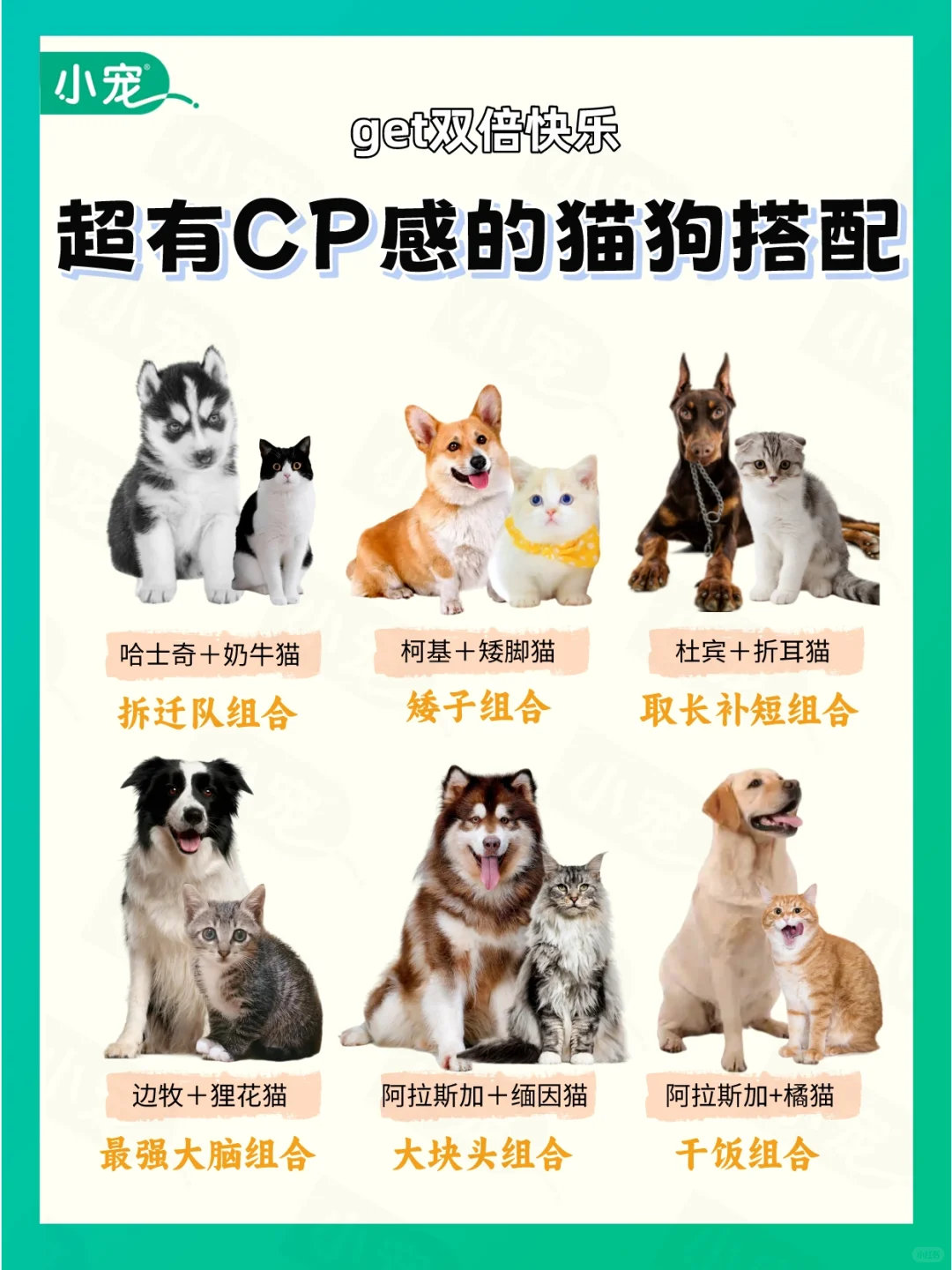 动物奇遇记动物奇趣猫狗双全才是人生赢家！相处要先隔离换信物，再慢慢熟悉~同住