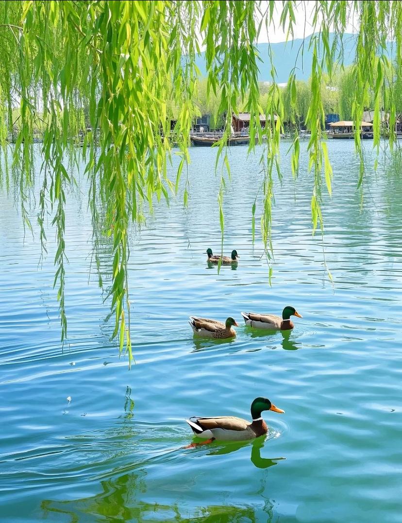 上联：柳舞水波清下联：花飘春色浓