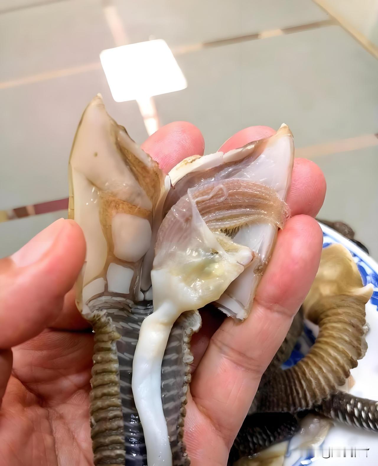 这是啥啊？也太吓人了吧？