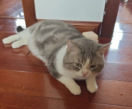 今天同事说我家猫咪是智商低下的猫，原因是它从来不捣蛋不怎么叫