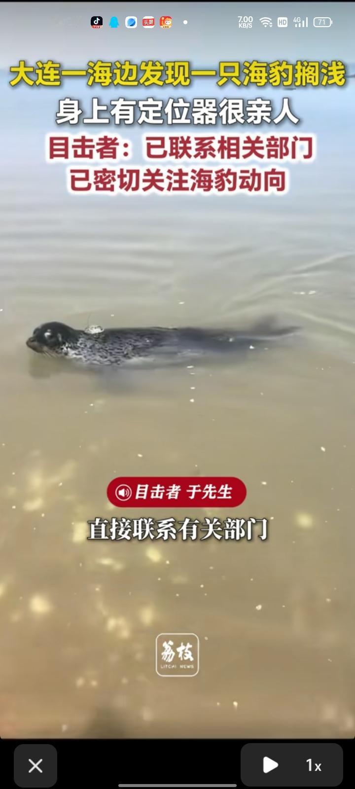 5月1日，辽宁大连。网友发视频称，自己在海边发现一只海豹搁浅了，身上有定位器很亲
