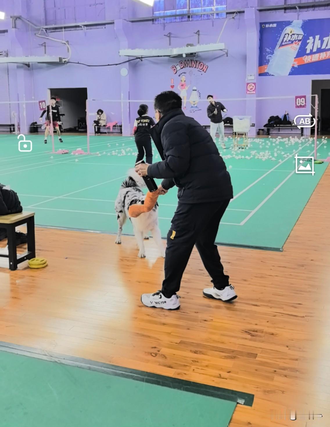 羽毛球馆老板养了一条混色边牧，天天叼着它的毛绒玩具红萝卜四处找人陪玩，每天都缠着