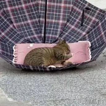 猫猫还挺会找地方！